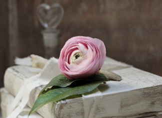 CARINA A. IENĂȘEL – POEZII ALESE